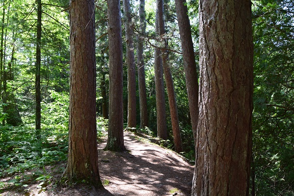 DSC_0090 (2) publish