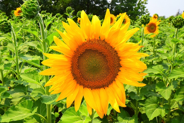 DSC_0044 (2) publish